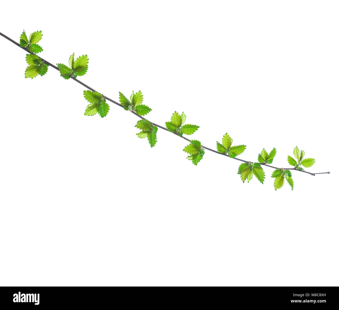Branch with young green spring leaves isolated on white background ...