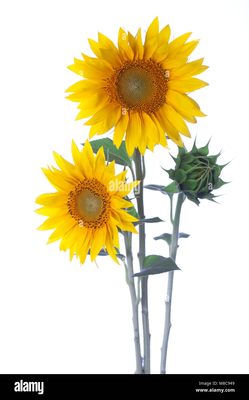 Sunflowers isolated on a white background Stock Photo - Alamy