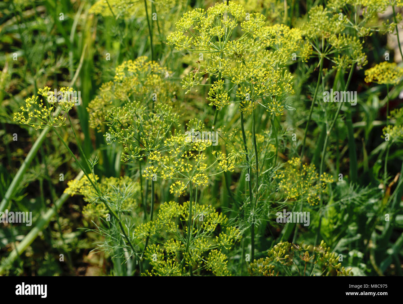 Yellow flower of dill in the garden, yellow dill close up, summer day