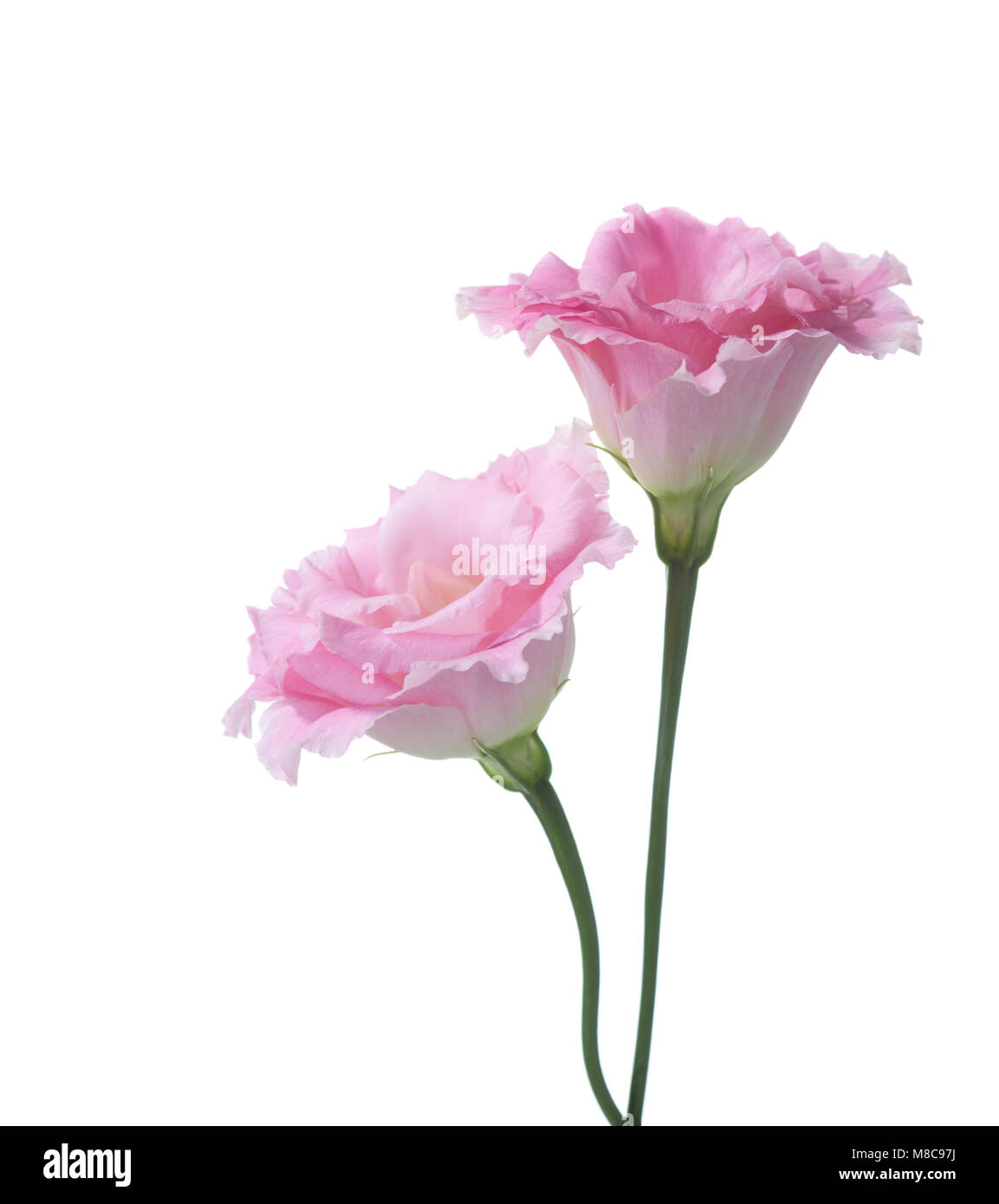 Pink Eustoma Ruffle Two pink flowers of eustoma isolated on white Stock Photo - Alamy