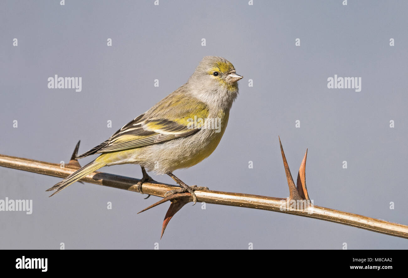 Female Citril Finch perched among robinia thorns Stock Photo