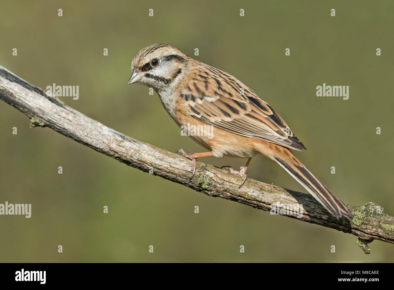 Immature male Rock bunting in autumn colours Stock Photo