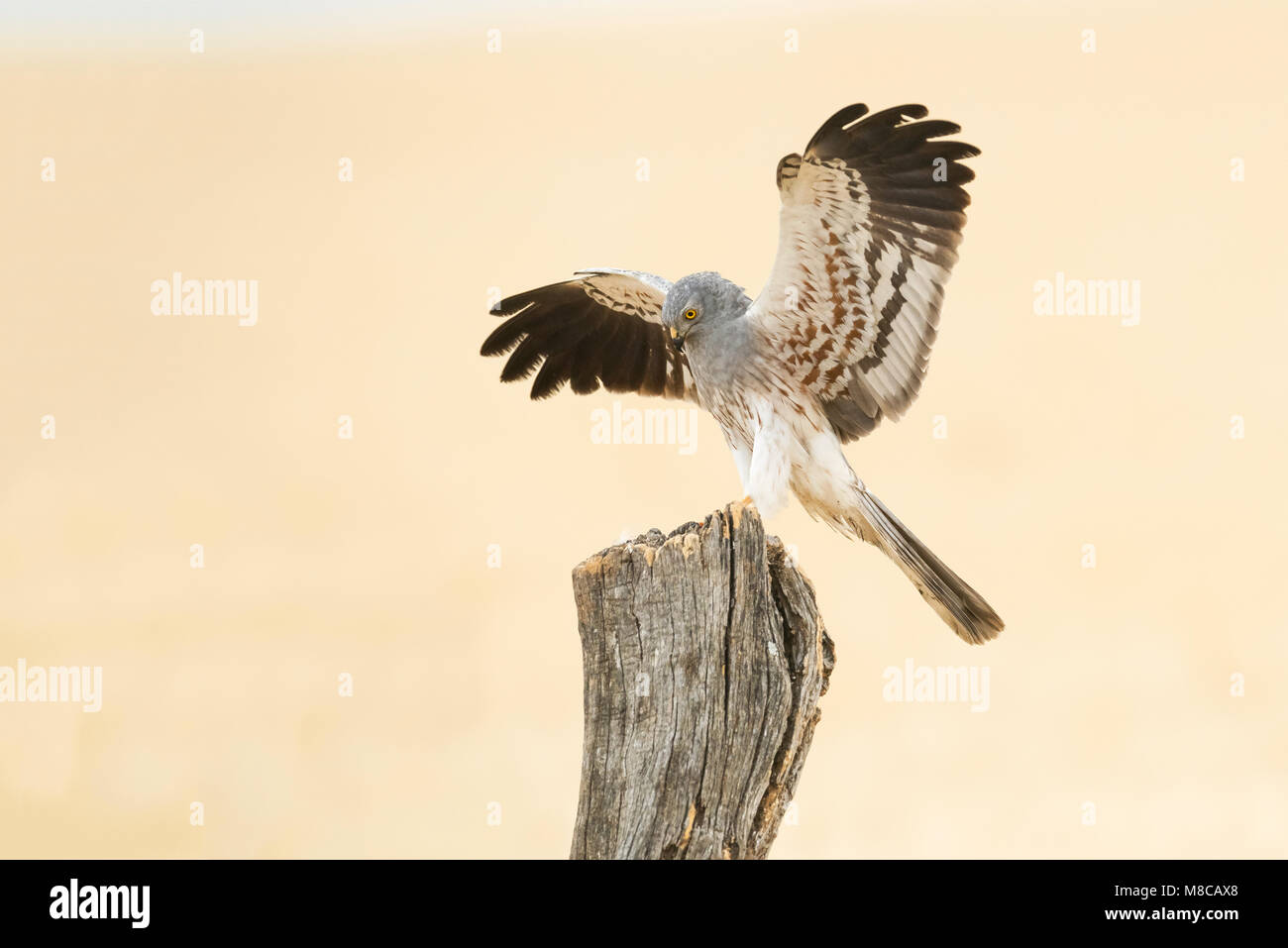 Male Montagu's Harrier (Circus pygargus) landing on a pole in Spain Stock Photo