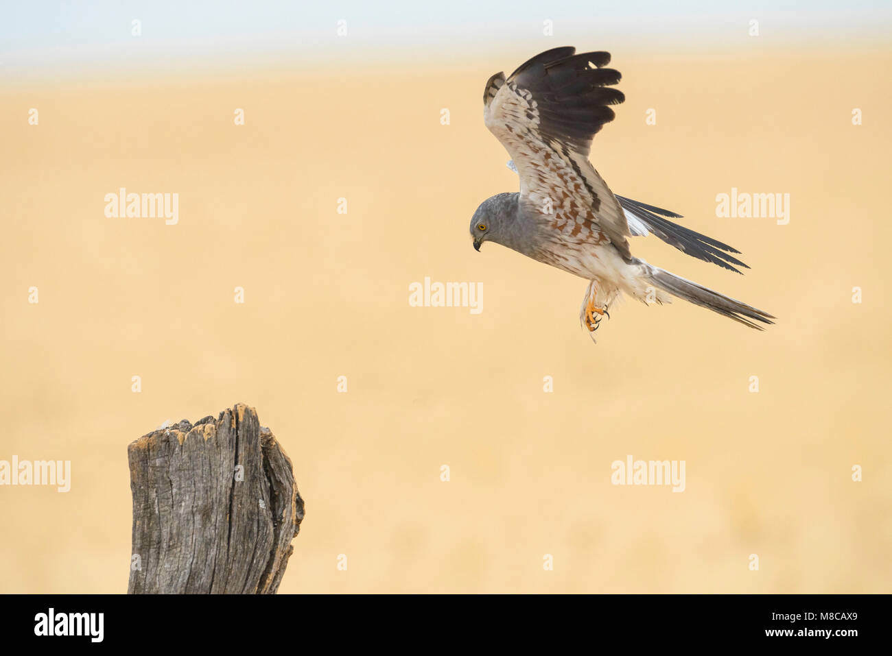Male Montagu's Harrier (Circus pygargus) landing on a pole in Spain Stock Photo