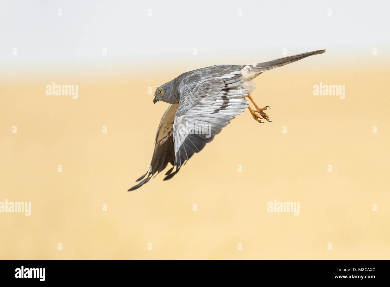 Male Montagu's Harrier (Circus pygargus) flying over a wheat field Stock Photo