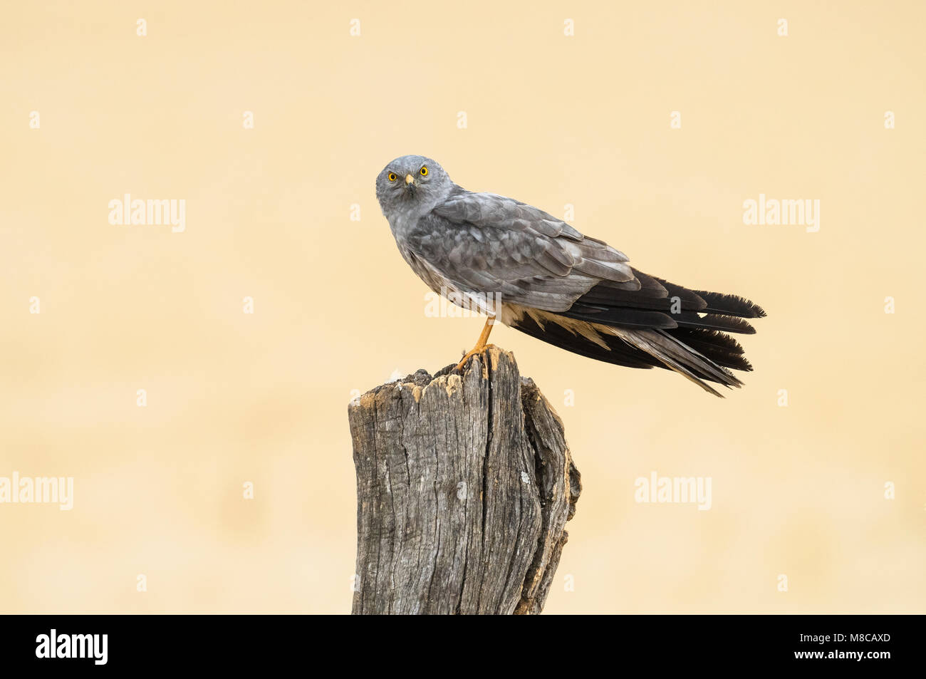 Male Montagu's Harrier (Circus pygargus) perched on a pole in Spain Stock Photo