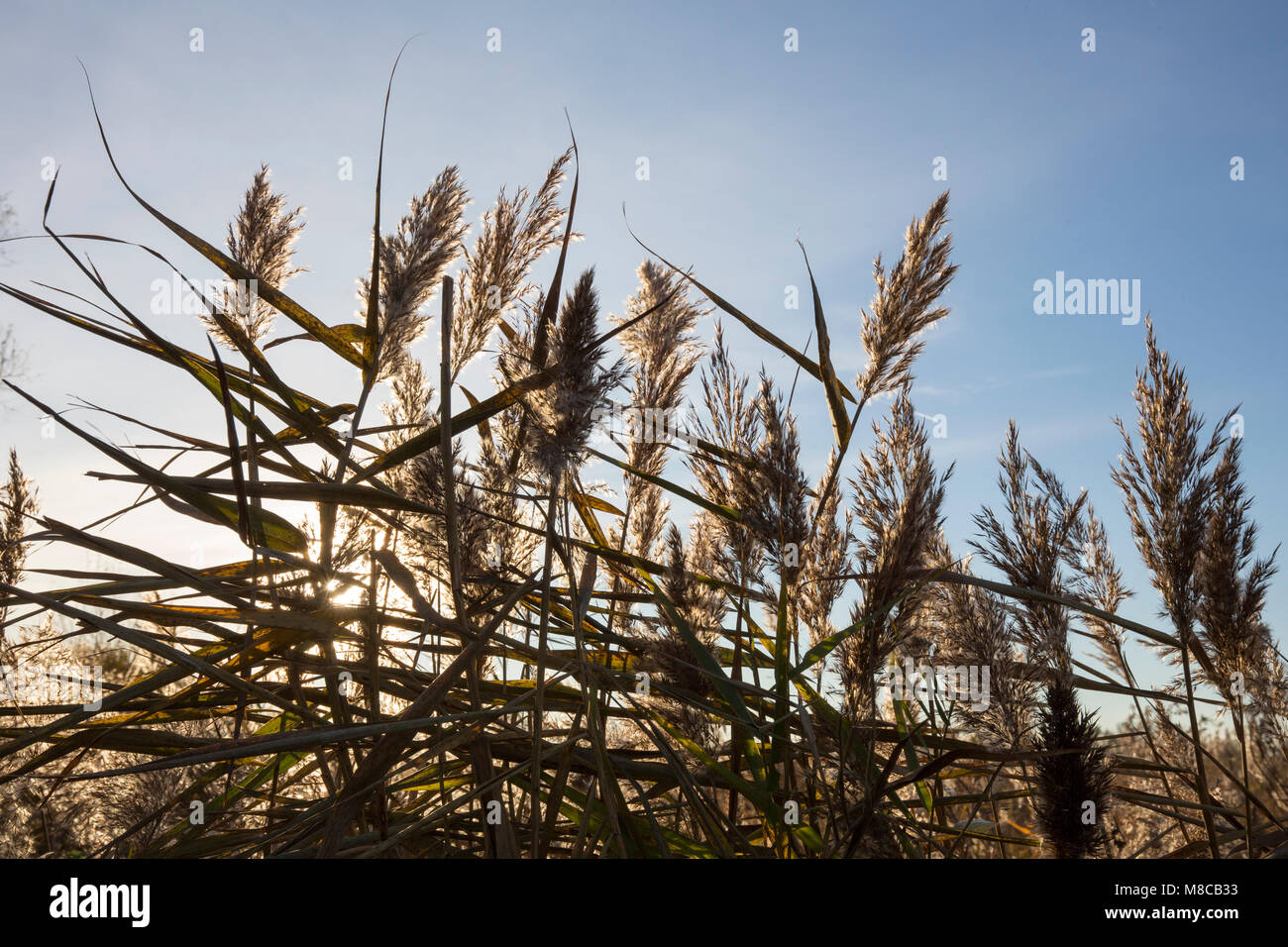 Wuivend riet; Reedbed Stock Photo