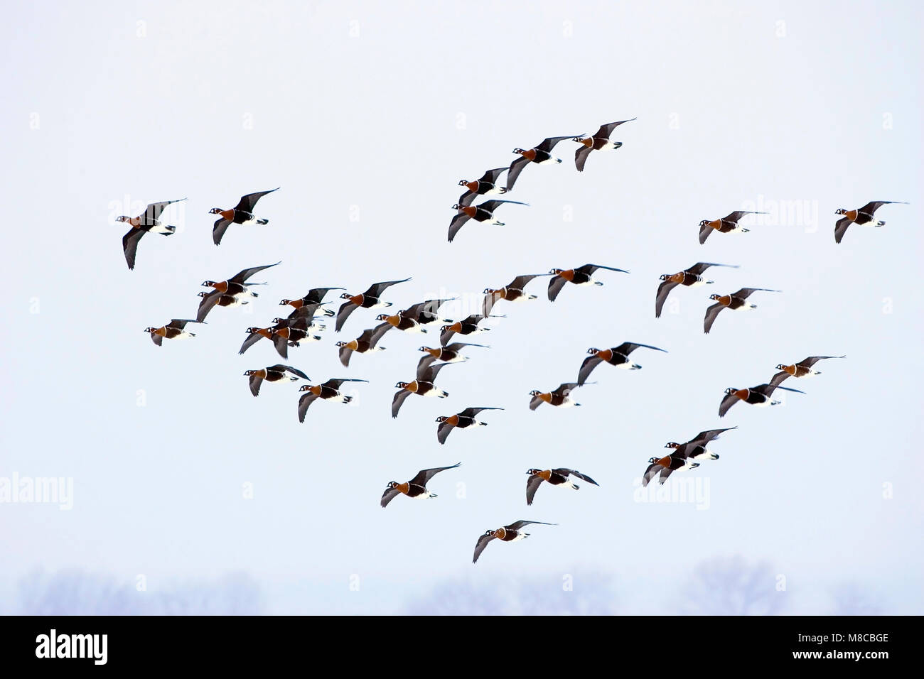 Grote groep Roodhalsganzen overwinterent in Bulgarije; Flock of Red-breasted Geese (Branta ruficollis) wintering in Bulgaria Stock Photo