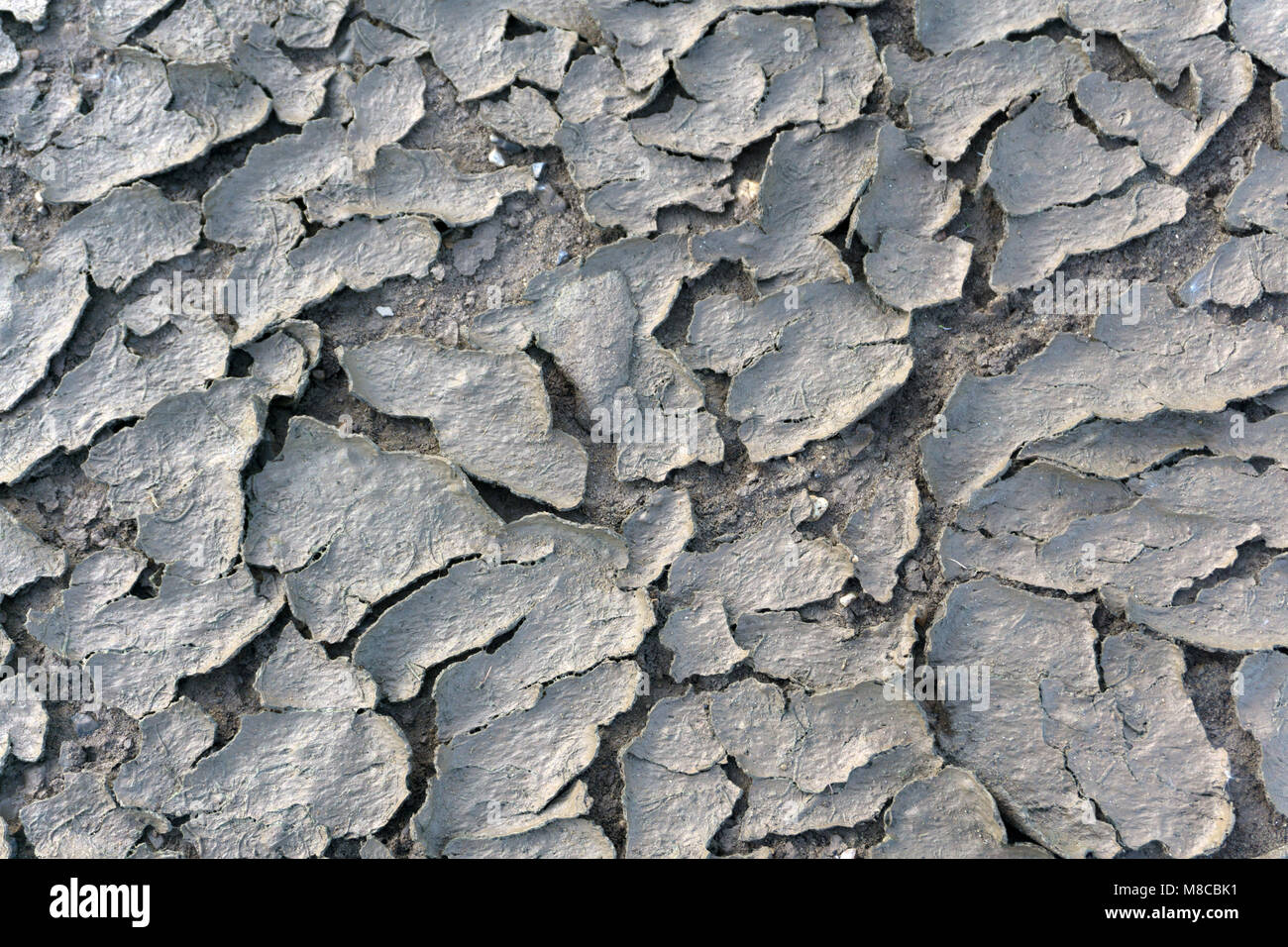 texture of the crackled red clay in the desert Stock Photo Alamy