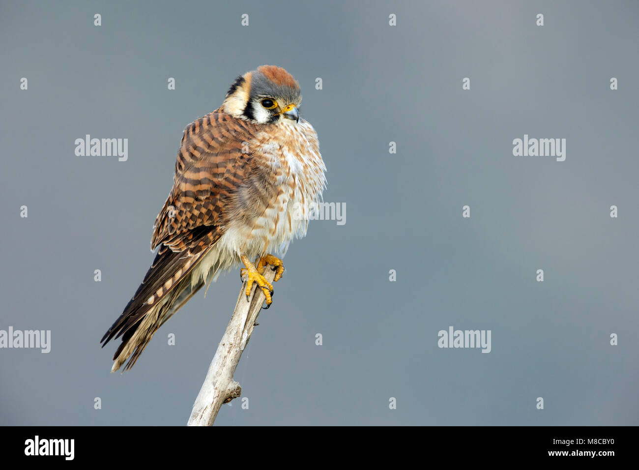 Adult female Riverside Co., CA January 2015 Stock Photo - Alamy