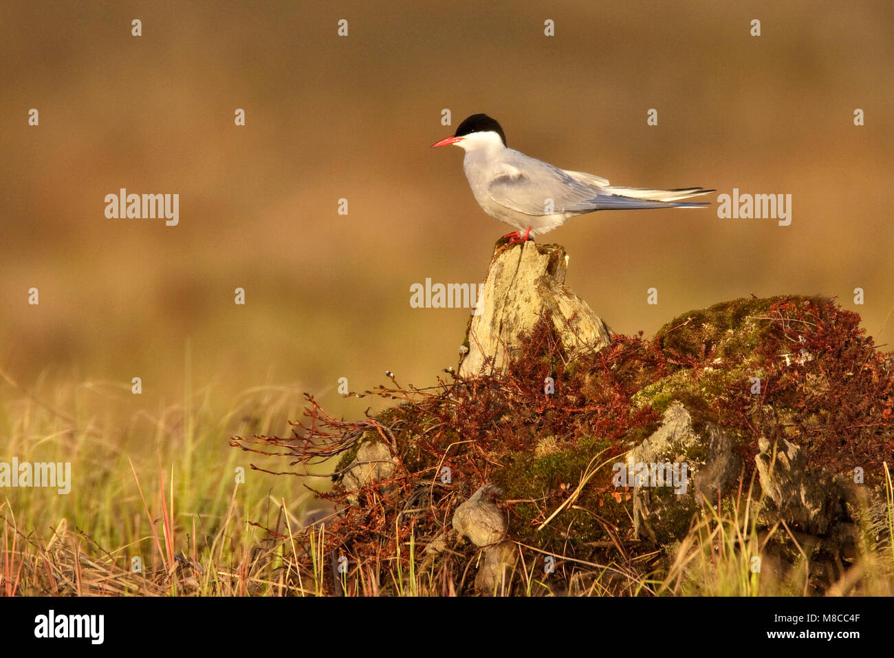 Ak stern hi-res stock photography and images - Alamy