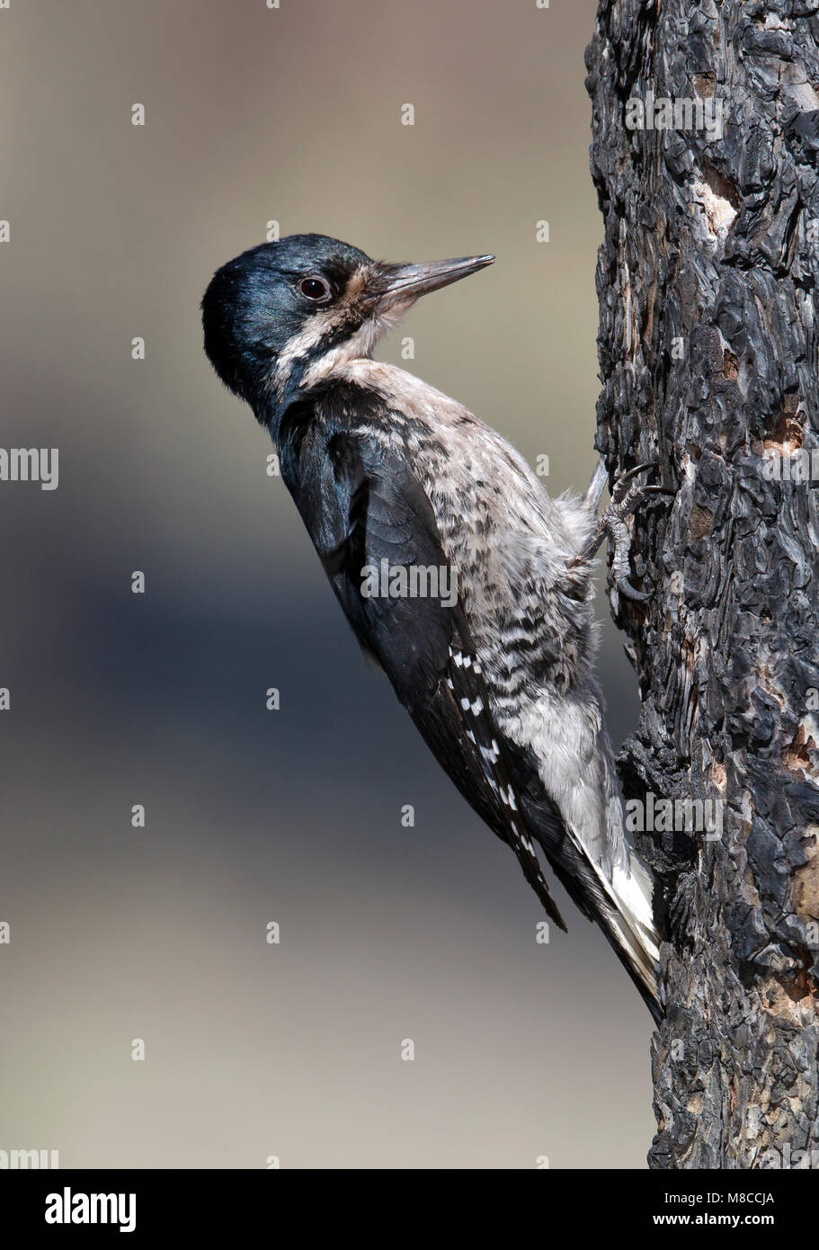 Black mono hi-res stock photography and images - Alamy