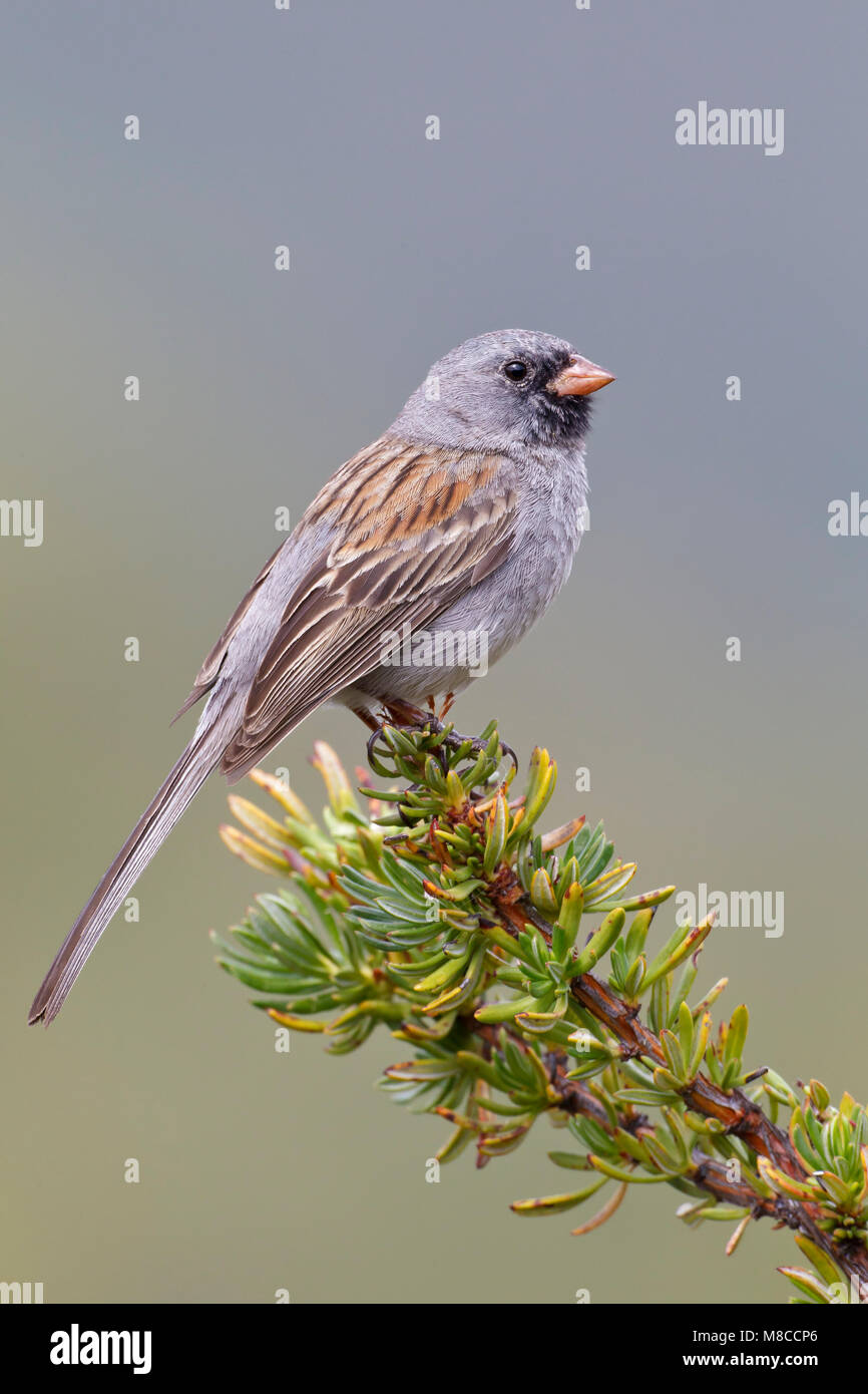 Spizella Atrogularis High Resolution Stock Photography and Images Alamy