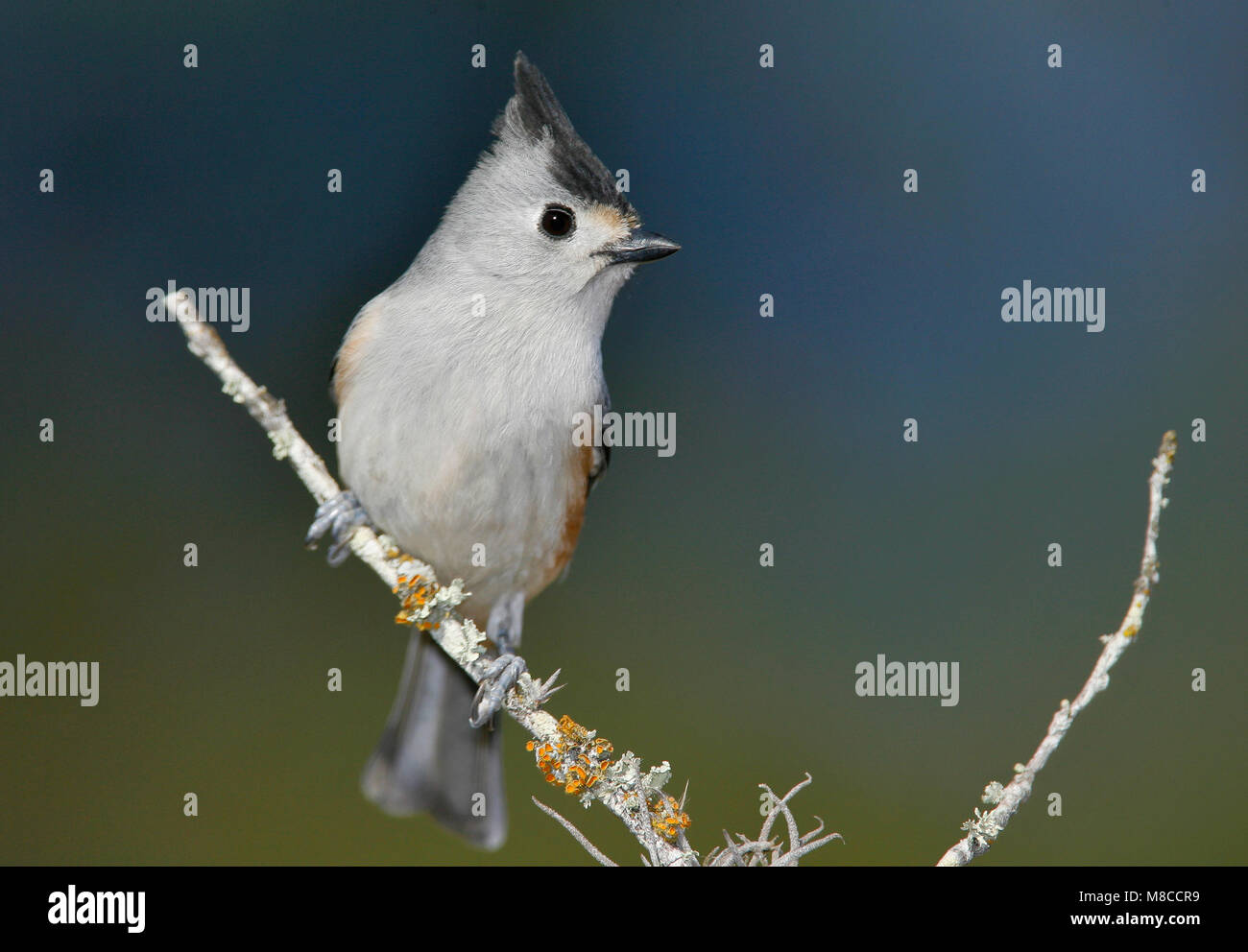 Adult Kendall Co., TX January 2009 Stock Photo - Alamy