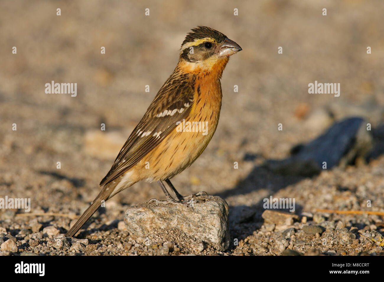 Adult female Riverside Co., CA May 2006 Stock Photo - Alamy