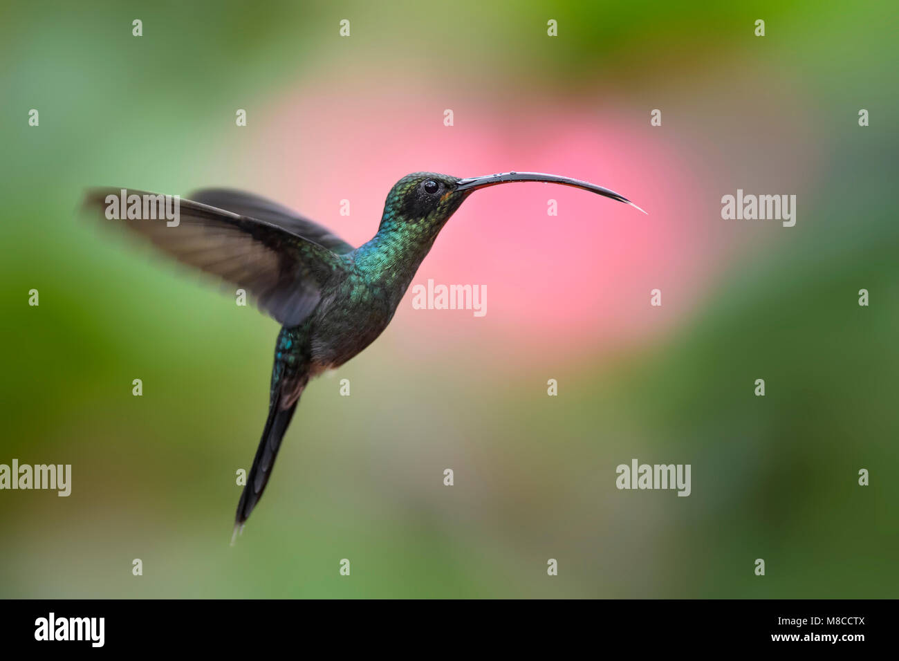 Green Hermit - Phaethornis guy, beautiful green long beaked hummingbird ...