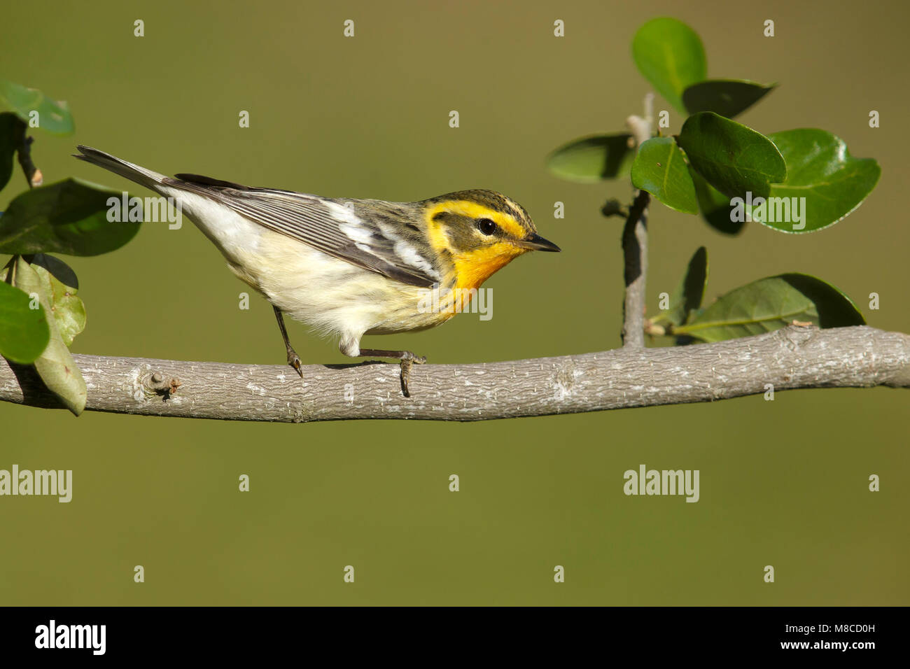 Adult female Galveston Co., TX April 2014 Stock Photo