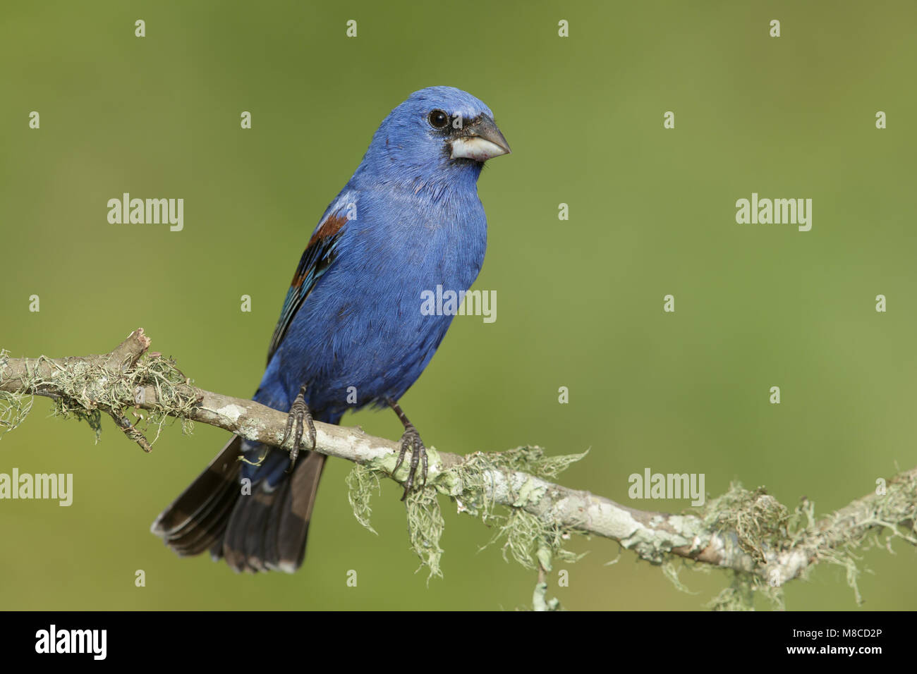 Adult male Galveston Co., TX April 2014 Stock Photo