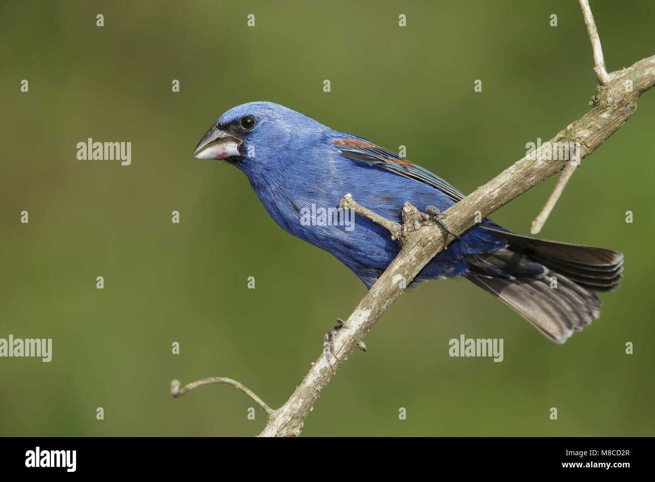 Adult male Galveston Co., TX April 2014 Stock Photo
