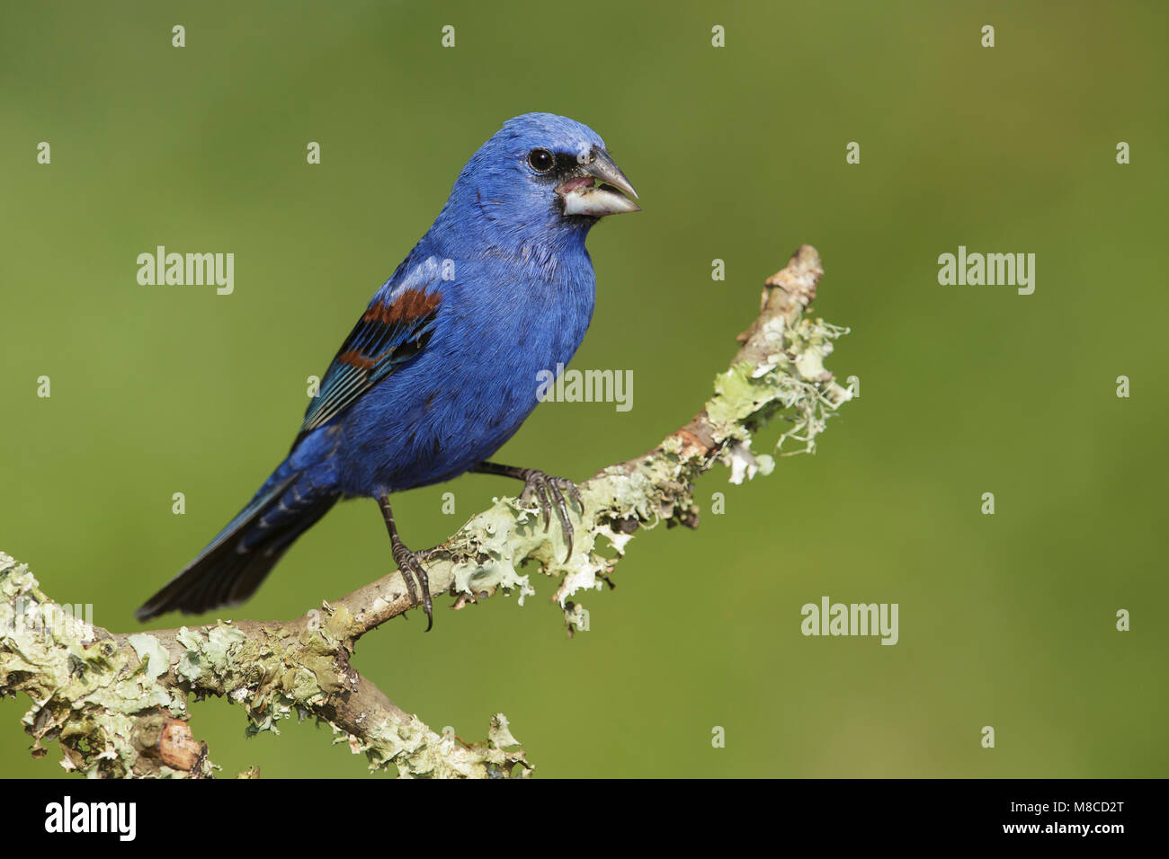 Adult male Galveston Co., TX April 2014 Stock Photo