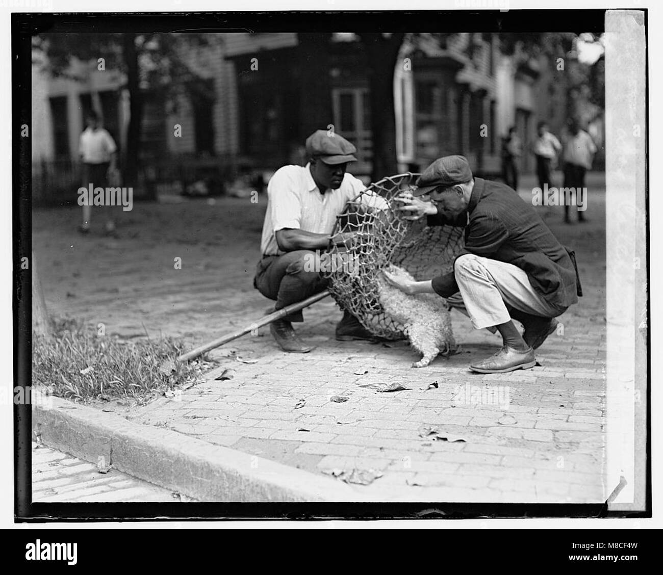 Dog catcher hires stock photography and images Alamy