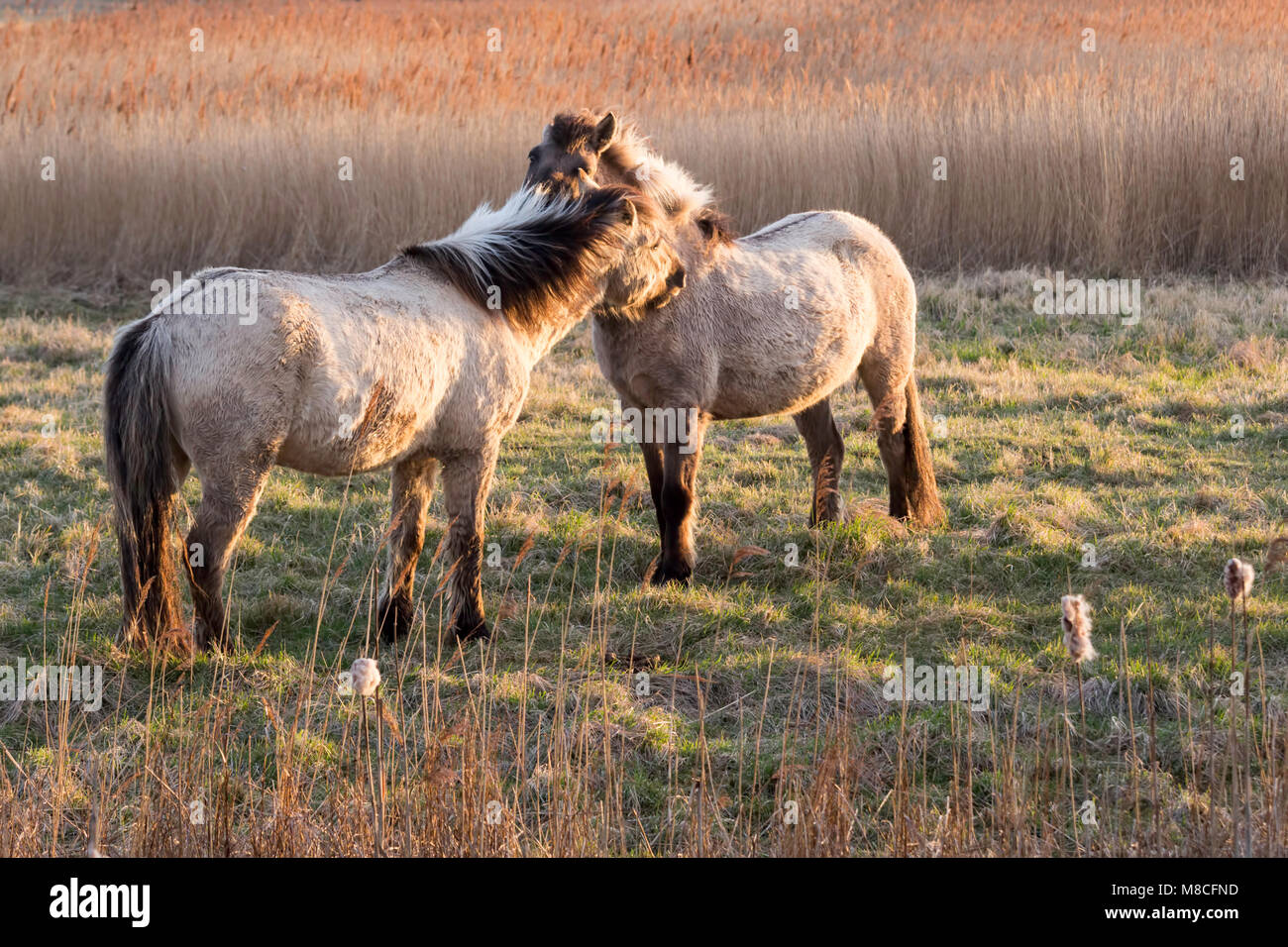 Two Konik horses nuzzling each other at Oare Marsh Nature Reserve in golden light, early Spring. Oare, Faversham, Kent, UK. Stock Photo