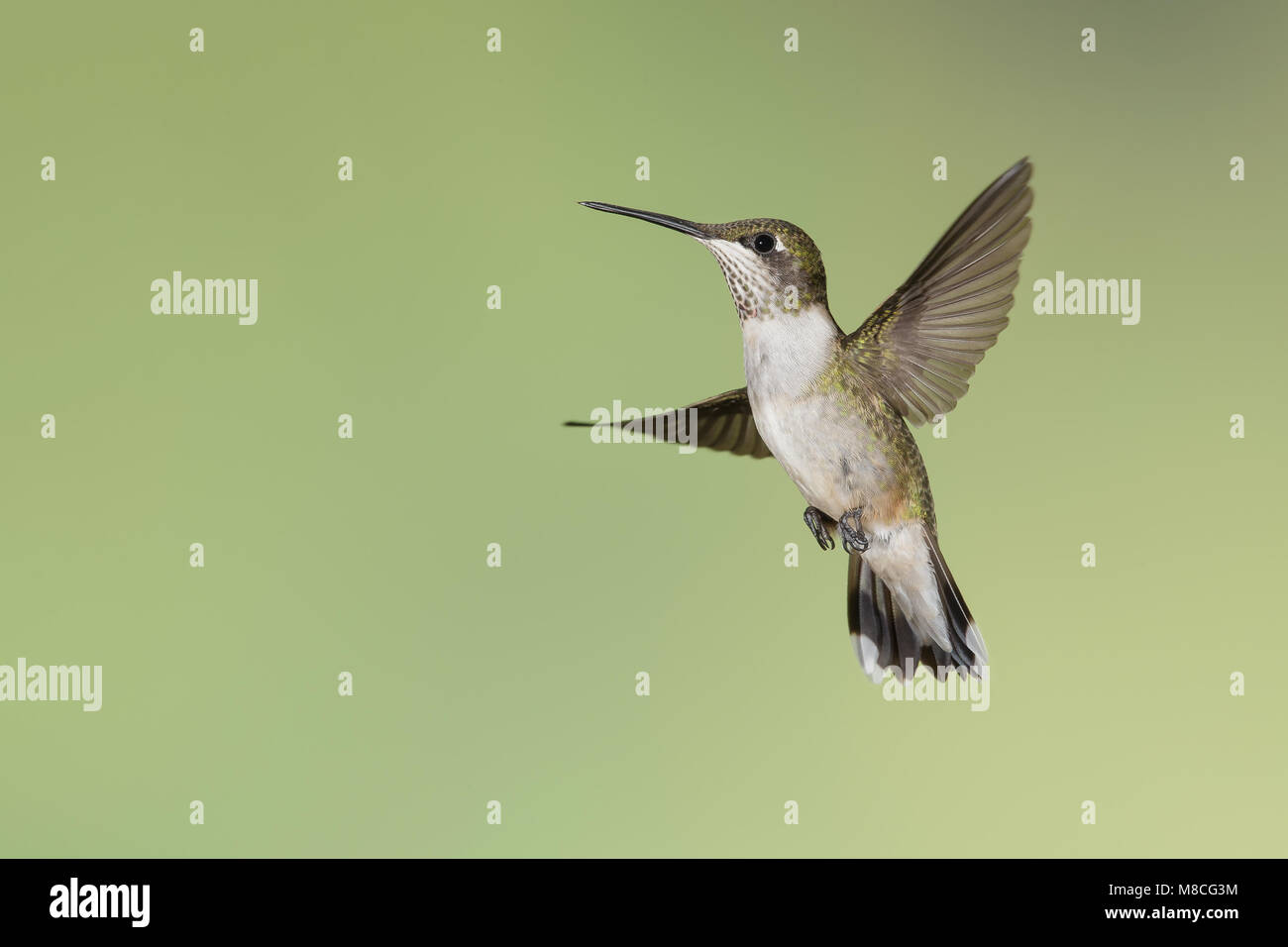 Immature male ruby throated hummingbird hi-res stock photography and ...