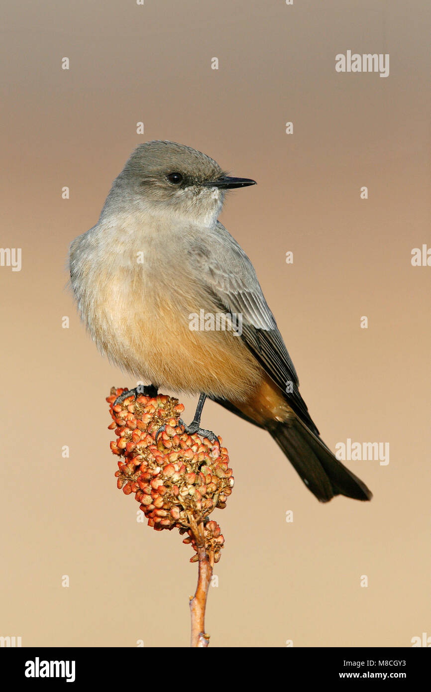 Adult Soccorro Co NM December 2008 Stock Photo Alamy Adult Soccorro Co NM December 2008 Stock Photo Alamy