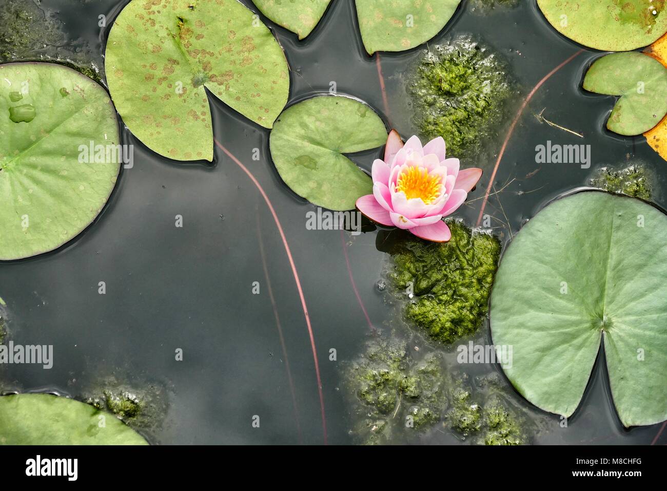 Aquatic plants pink water lily and floating leaves close up view from