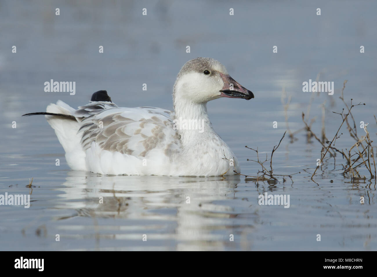 Juveniele witte vorm Sneeuwgans, Juvenile white morph Snow Goose Stock Photo