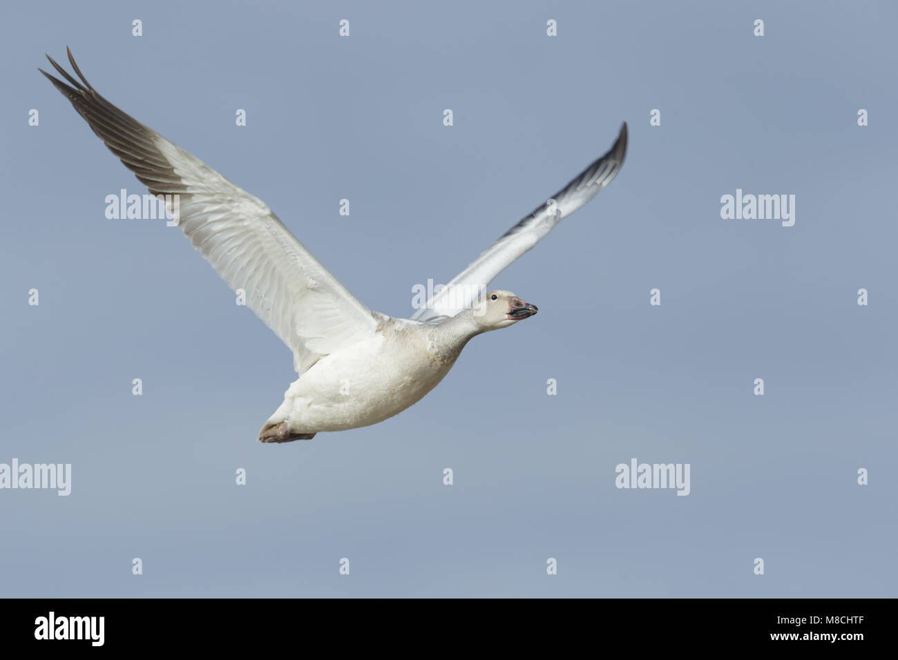 Juveniele witte vorm Sneeuwgans, Juvenile white morph Snow Goose Stock Photo