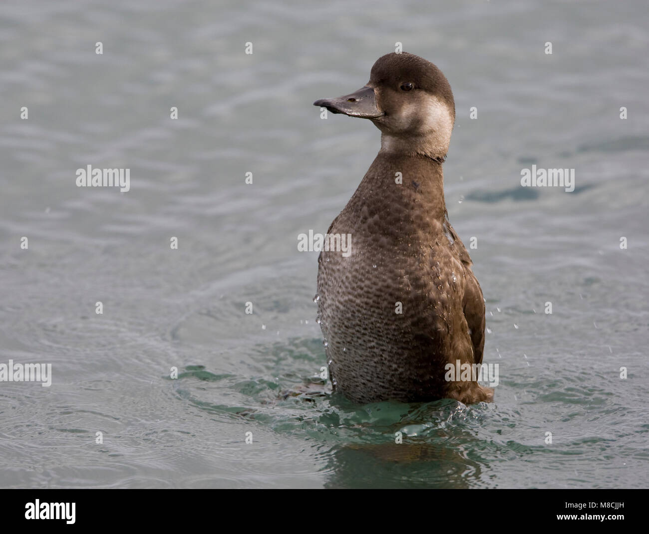 Vrouwtje Zwarte Zee Eend Female Black Scoter Stock Photo Alamy