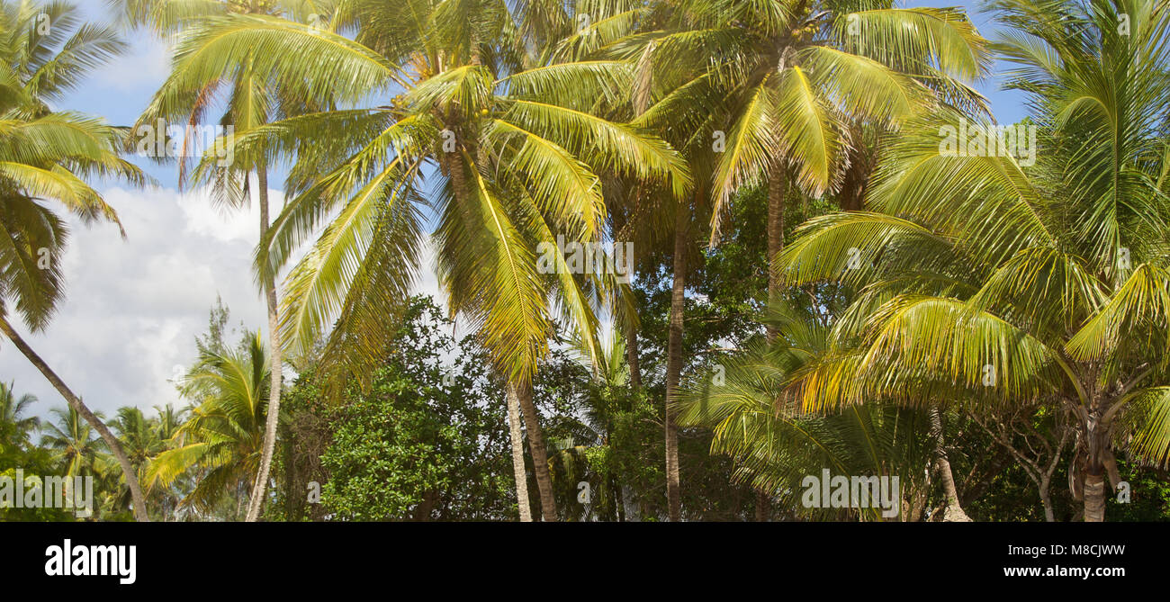 A view of the palm grove. Base view. Stock Photo