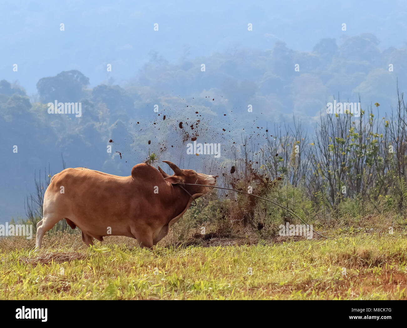 The Angry Brown Cow Butting The Ground on The Moutain Stock Photo - Alamy