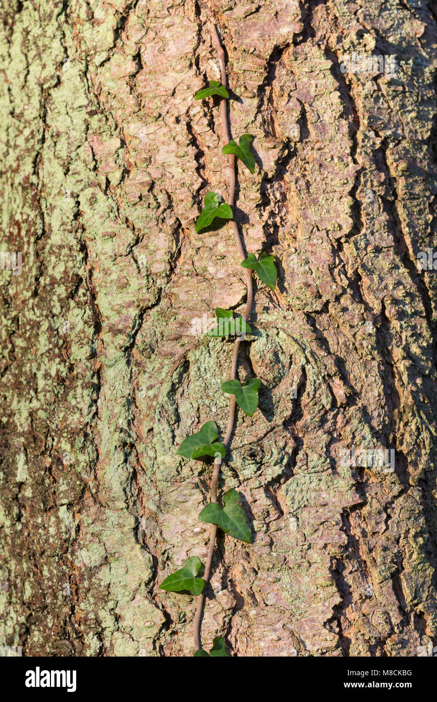 Ivy climbing up the trunk of a pine tree Stock Photo