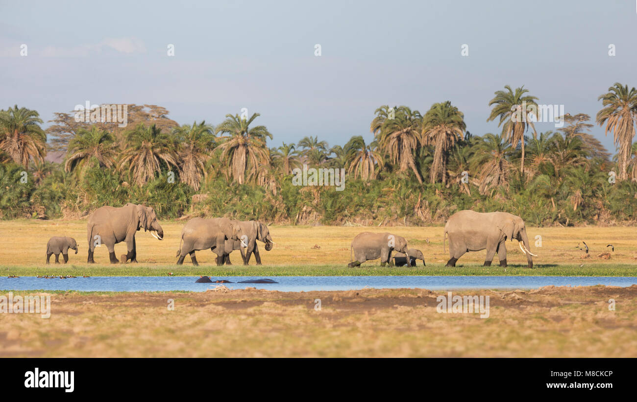 Family group of African elephants walking and browsing along the edge of a swamp and passing some hippos Stock Photo