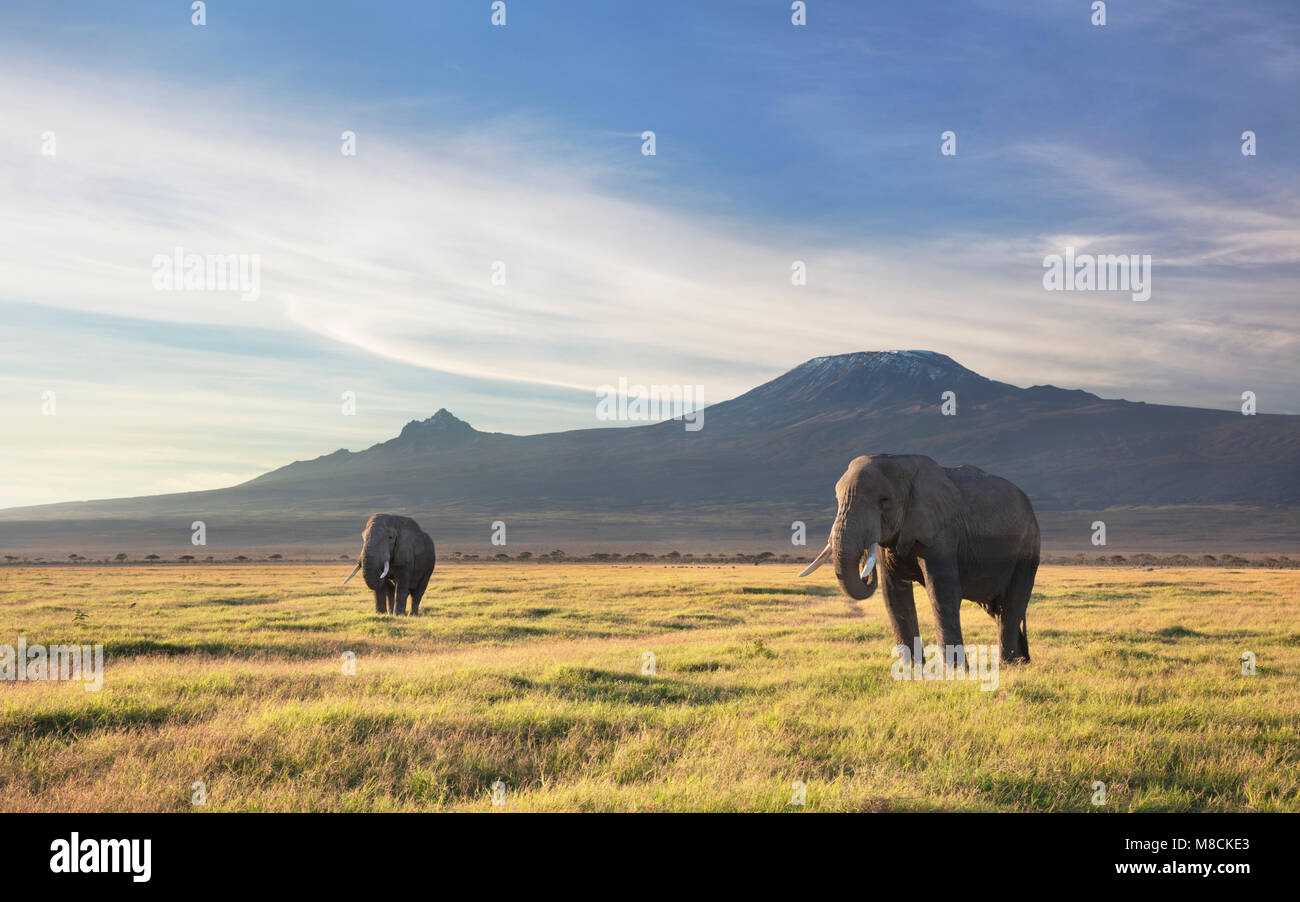 Two bull elephants browsing on grasslands at the foot of Mount Kilimanjaro. Stock Photo