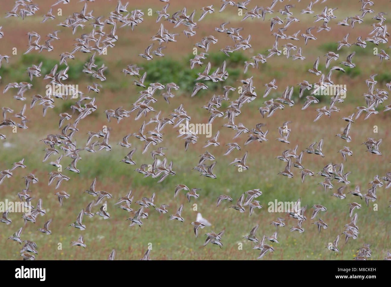 Groep Bonte Strandlopers op hoogwatervluchtplaats; Group of Dunlin at hight tide roost Stock Photo