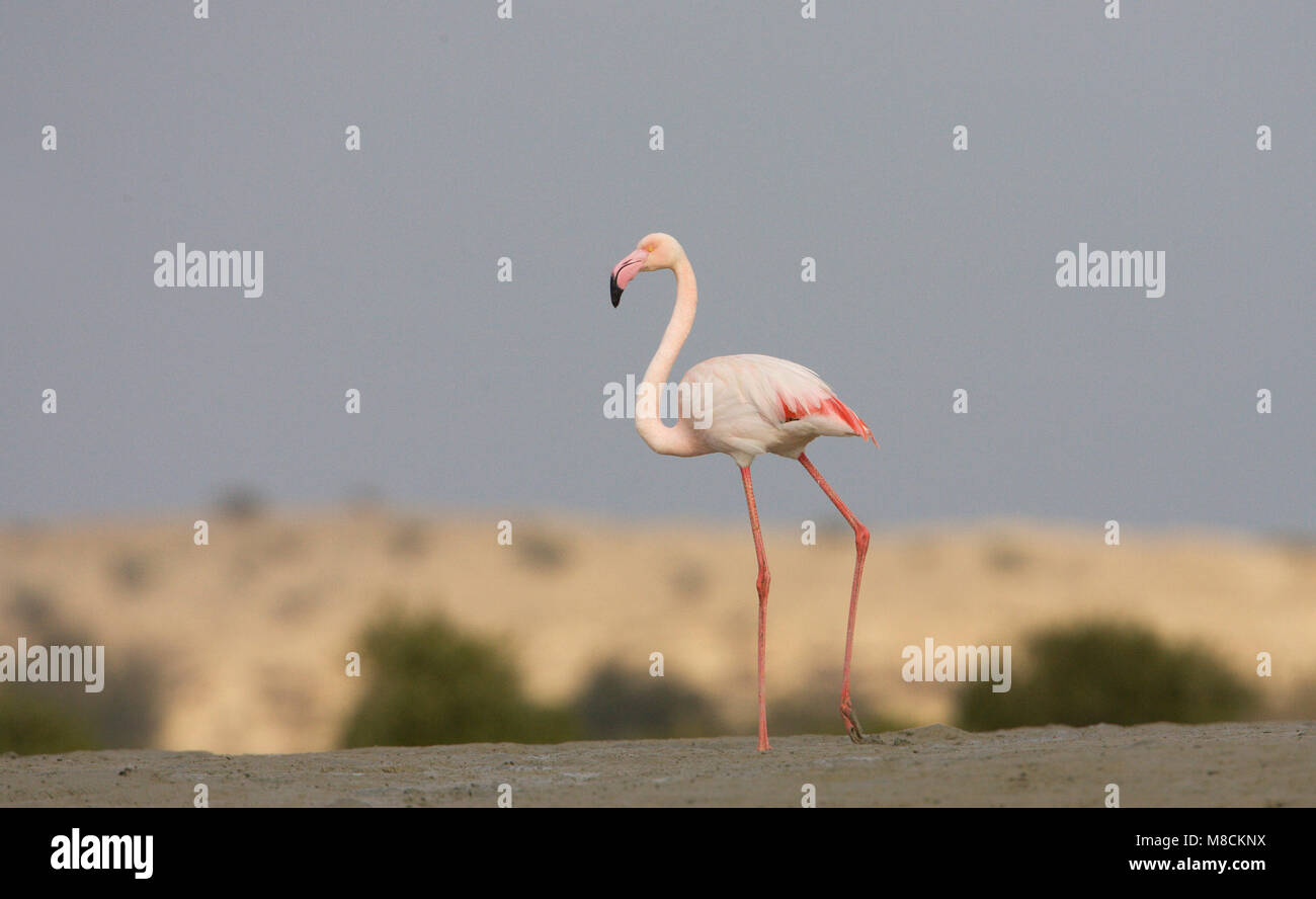 Greater Flamingo walking Iran; Flamingo lopend Iran Stock Photo