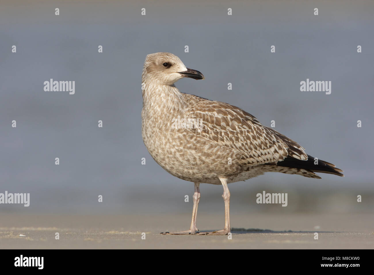 Zilvermeeuw onvolwassen op strand; Herring Gull immature on beach Stock