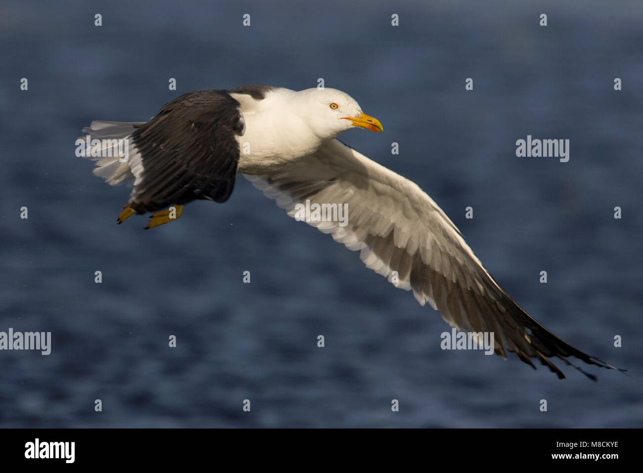 Kleine Mantelmeeuw vliegend; Lesser Black-backed Gull flyng Stock Photo