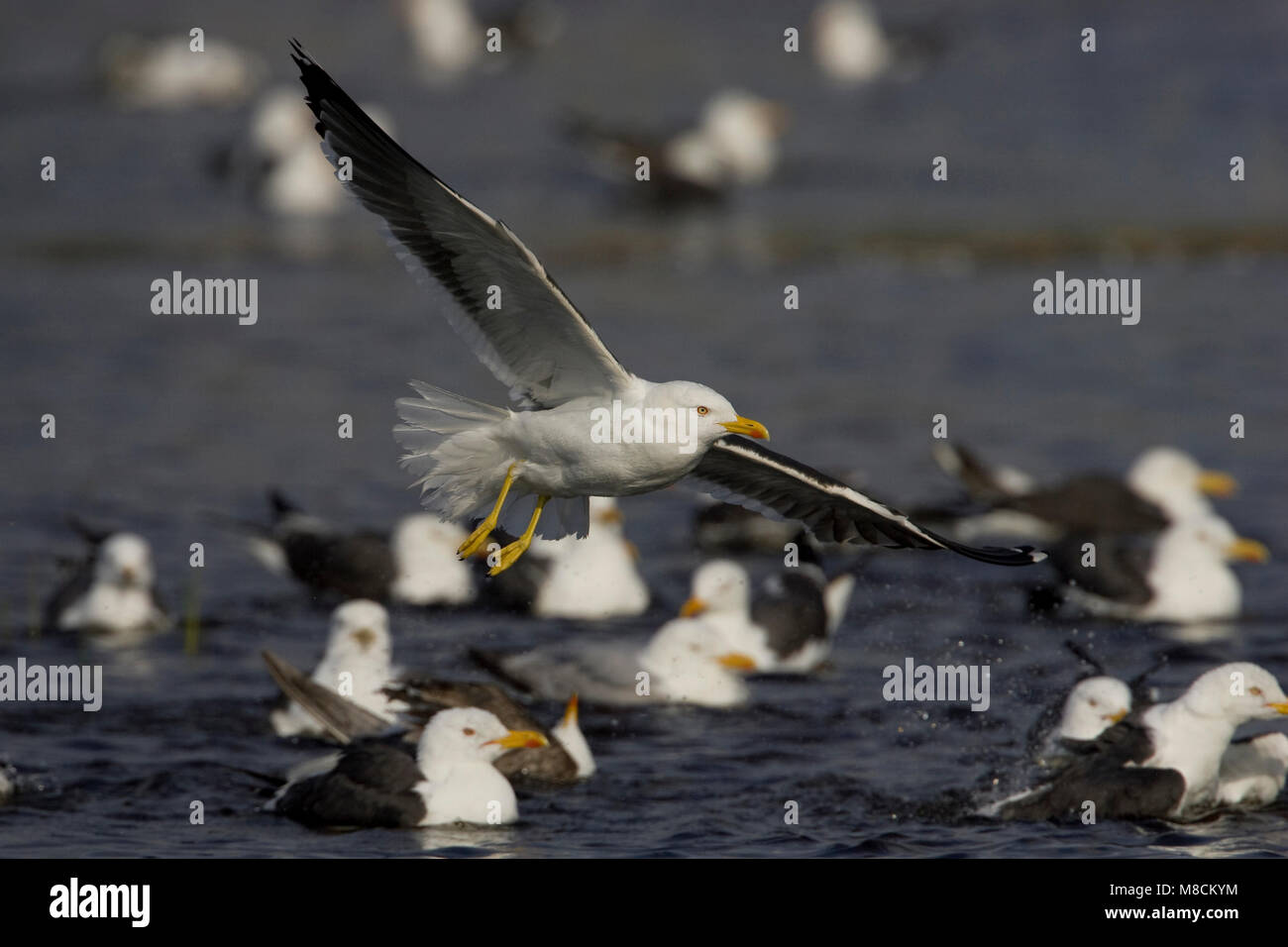 Vliegende Kleine Mantelmeeuw; Flying Lesser Black-backed Gull; Stock Photo