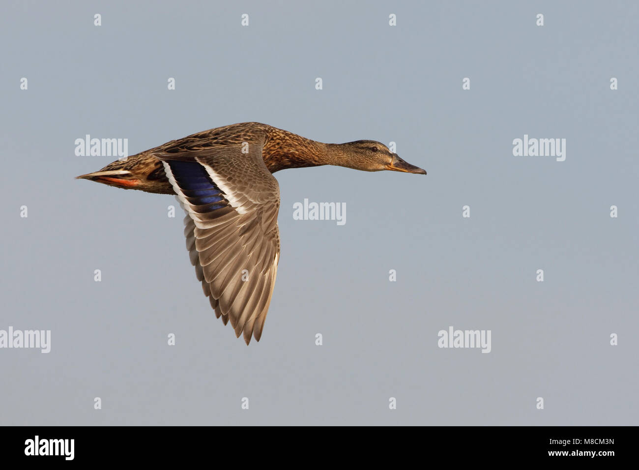 Wilde Eend vrouwtje vliegend; Mallard female flying Stock Photo - Alamy, image size:1300x956