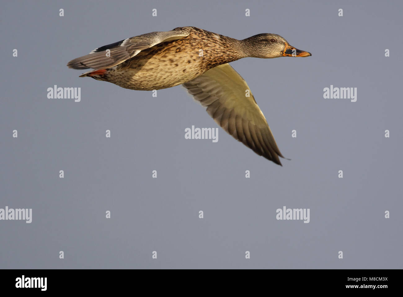 Wilde Eend vrouwtje vliegend; Mallard female flying Stock Photo - Alamy, image size:1300x956