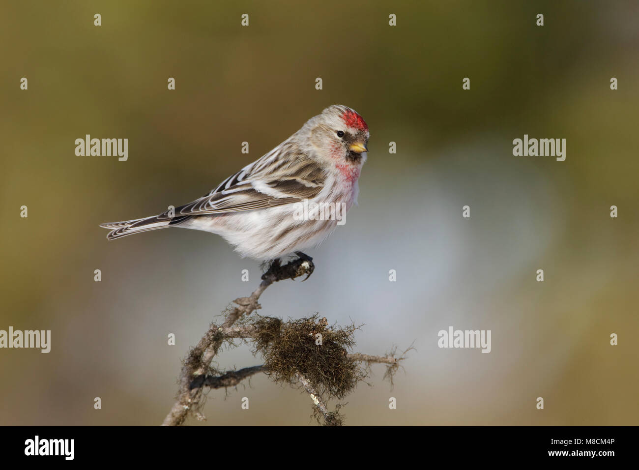 Grote Barmsijs zittend op tak; Mealy Redpoll perched on branch Stock Photo