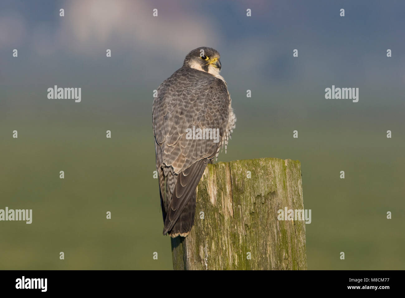 Adulte Slechtvalk op paal; Adult peregrine Falcon perched on a pole Stock Photo