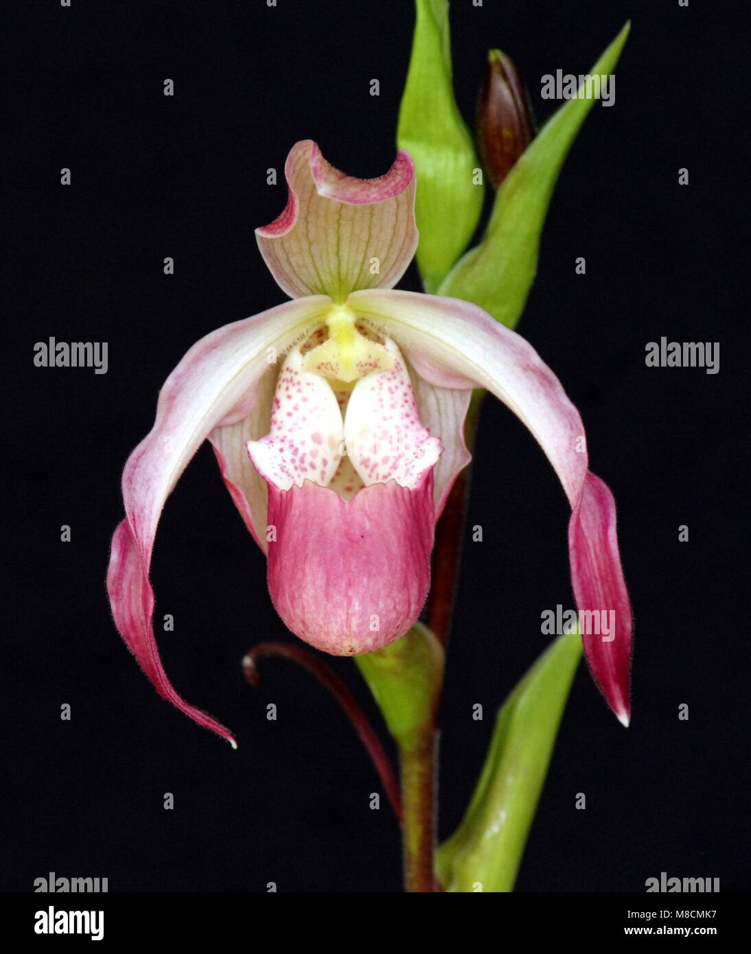 Phragmipedium Calorum Stock Photo