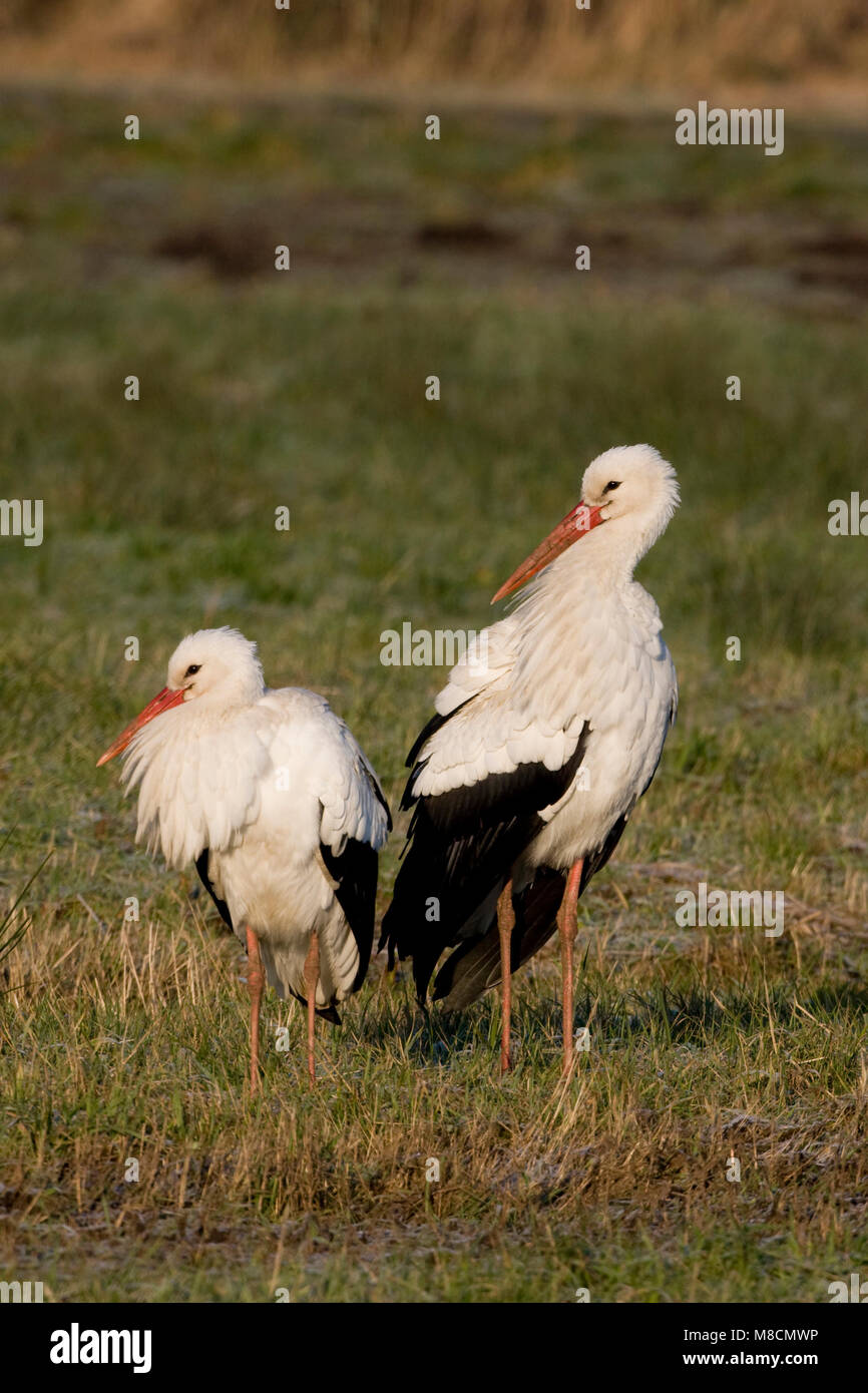 Ooievaar aan de grond; White Stork on the ground Stock Photo