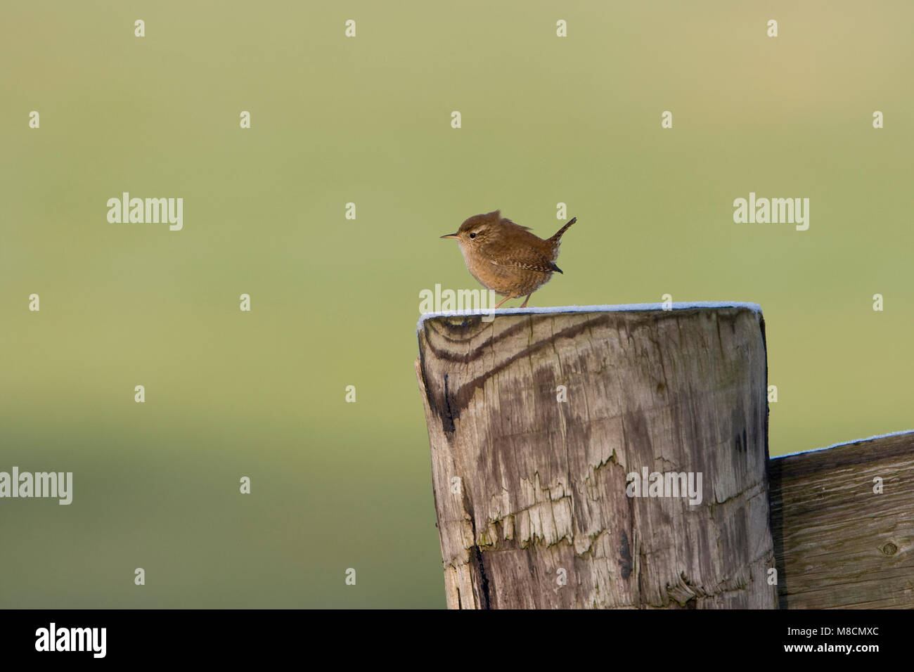 Winterkoning op een paal; Winter Wren perched on a pole Stock Photo