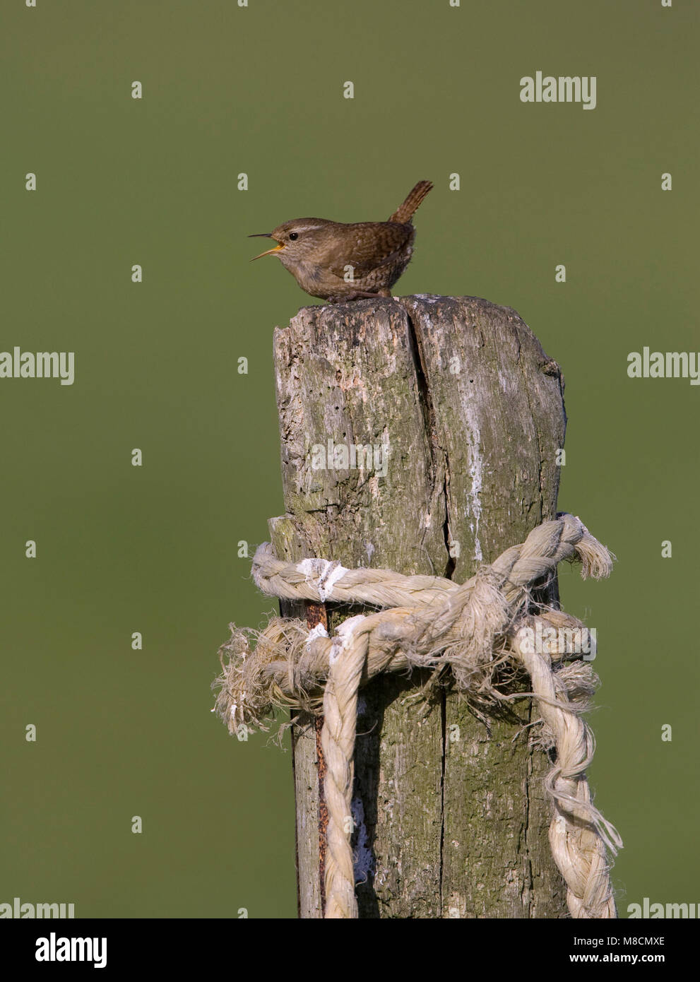 Winterkoning op paal met touw; Winter Wren on pole with rope Stock Photo